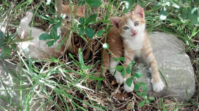 沉默天平的怒吼，西亚卡姆如何用一场43分让世界的天平倾斜