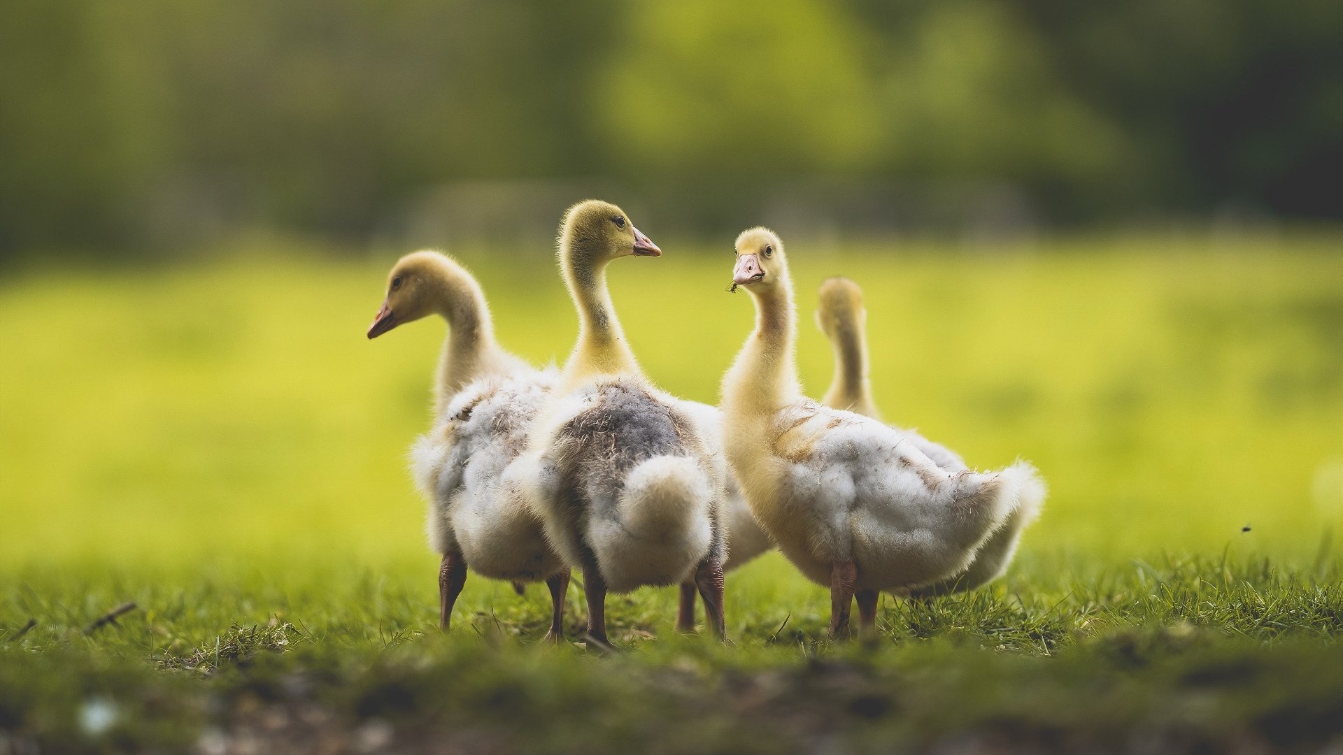 数据之王与团队奇迹,本泽马的统治力与哥斯达黎加的战术盛宴