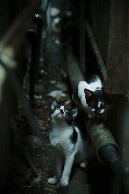 守护神与利刃出鞘，富安健洋一夫当关，哥伦比亚战术破局力擒哥斯达黎加