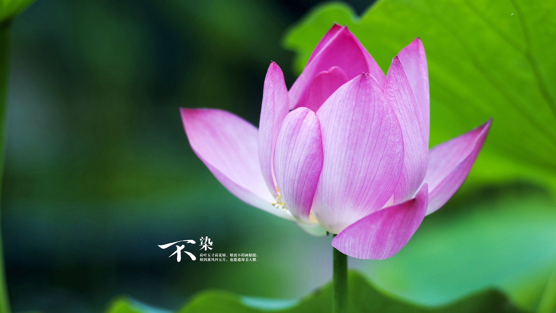 绝地逆转与接管时刻,CBA与意甲共证,体育世界永不缺英雄