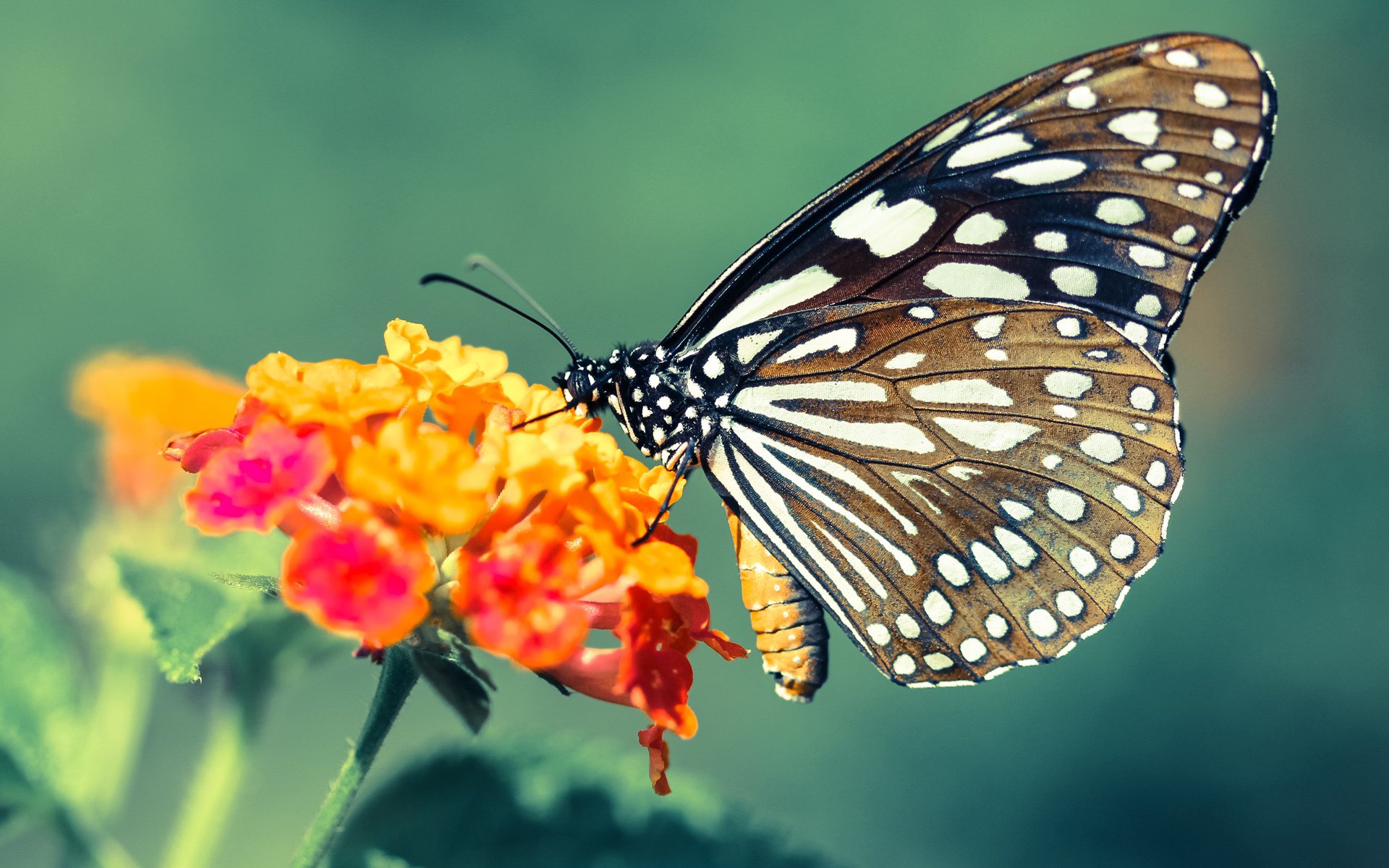 暴裂与沉静,当莫里斯暴力冲框遇见武切维奇的全面接管