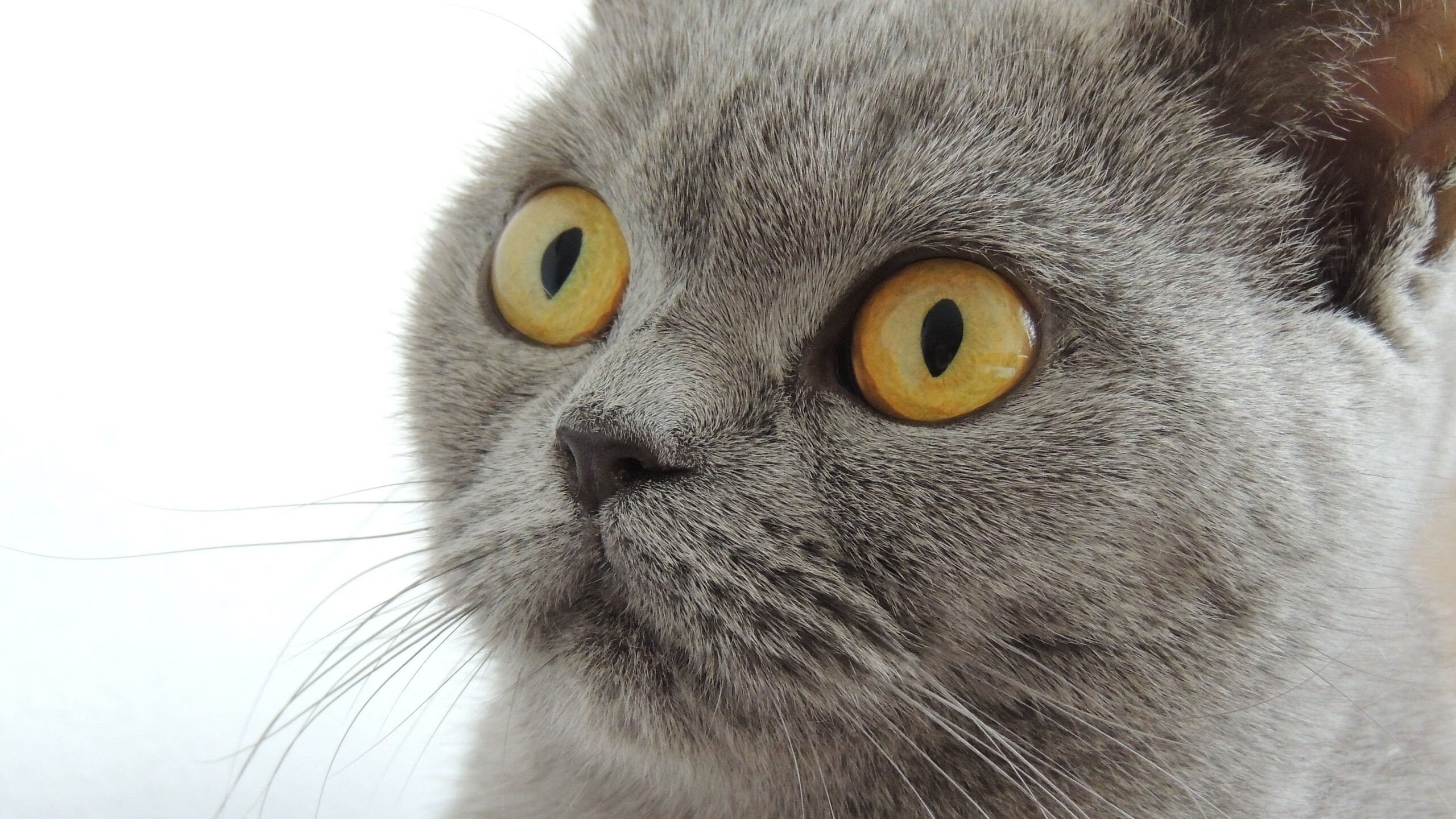 深海蓝的飓风眼,恩佐·费尔南德斯与阿根廷对爱尔兰的系统性淹没