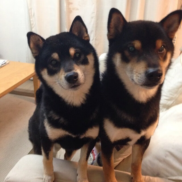 神来之笔!拉文末节关键节点连续得分,广厦队多点开花实现连续得分压制深圳队