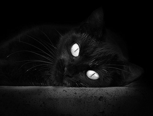 哈兰德对凡间的又一次神谕,别让瑞士人拥有我这样的武器