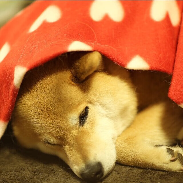 哈兰德对凡间的又一次神谕,别让瑞士人拥有我这样的武器