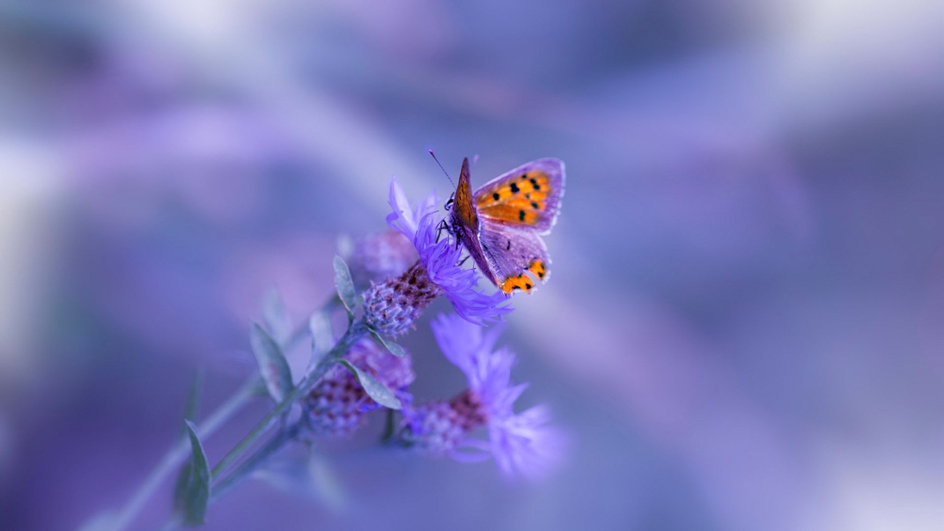 双城记，巴萨的团队突围与迪巴拉的禁区艺术家时刻