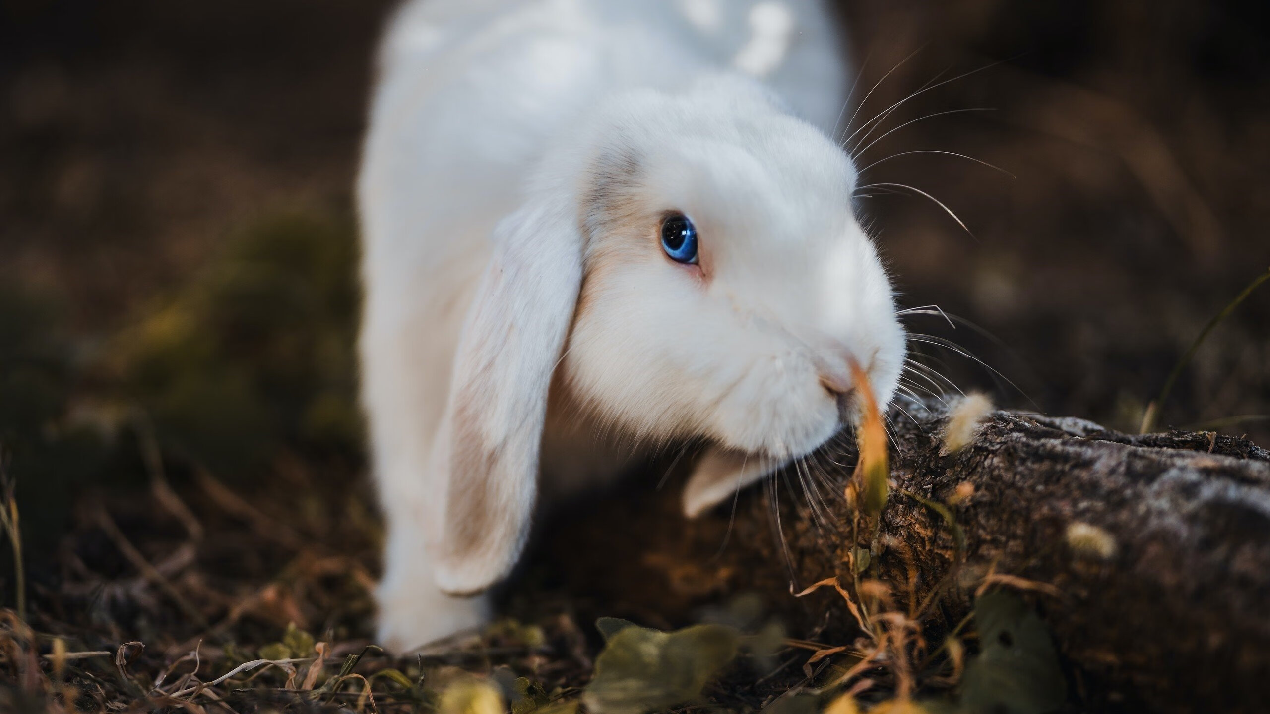 东方铁骑打穿华盛顿堡垒,文班亚马关键战不手软