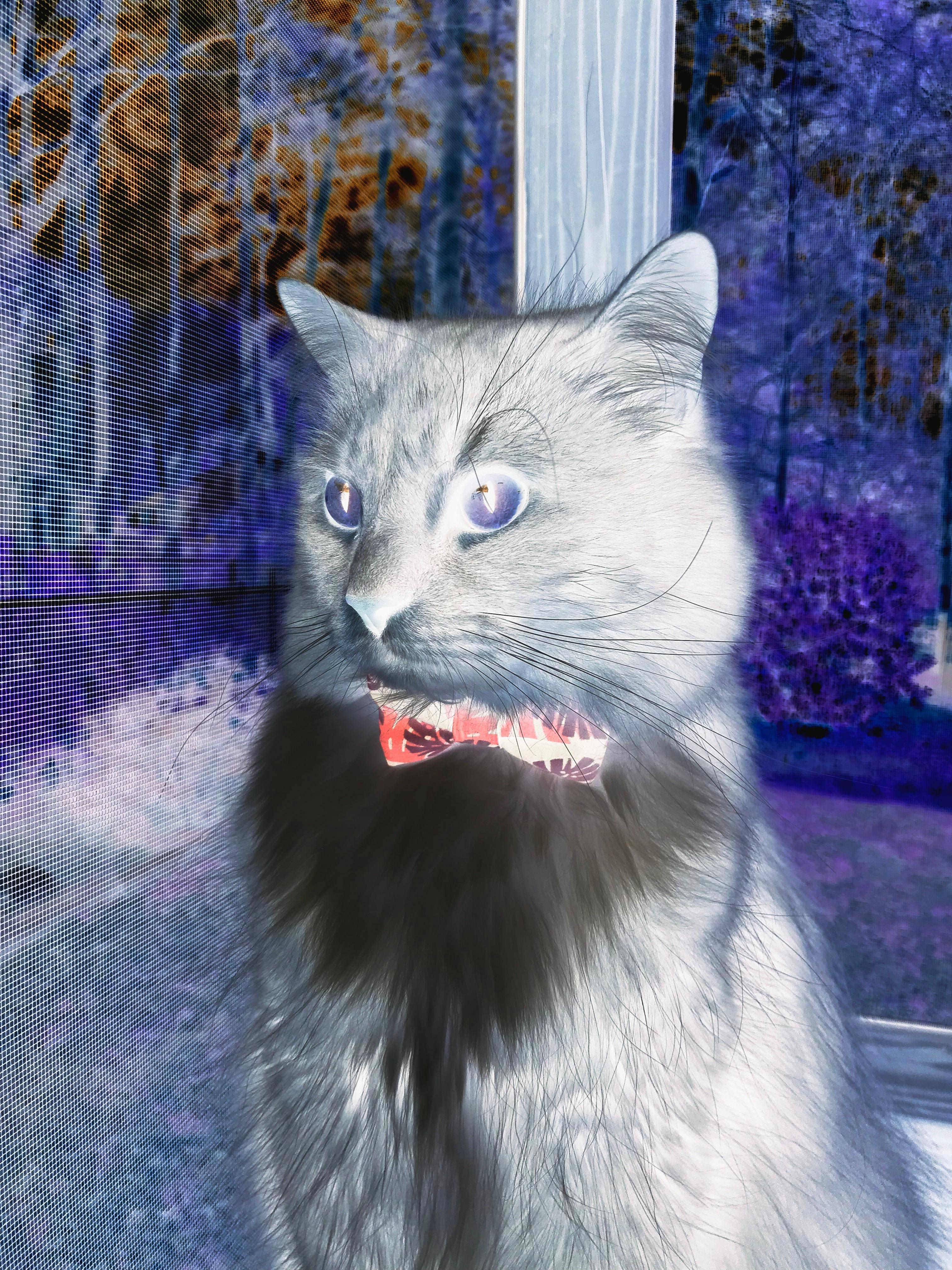 单骑救主与双塔压境,布克燃爆凤凰城,绿军铁蹄踏丹佛