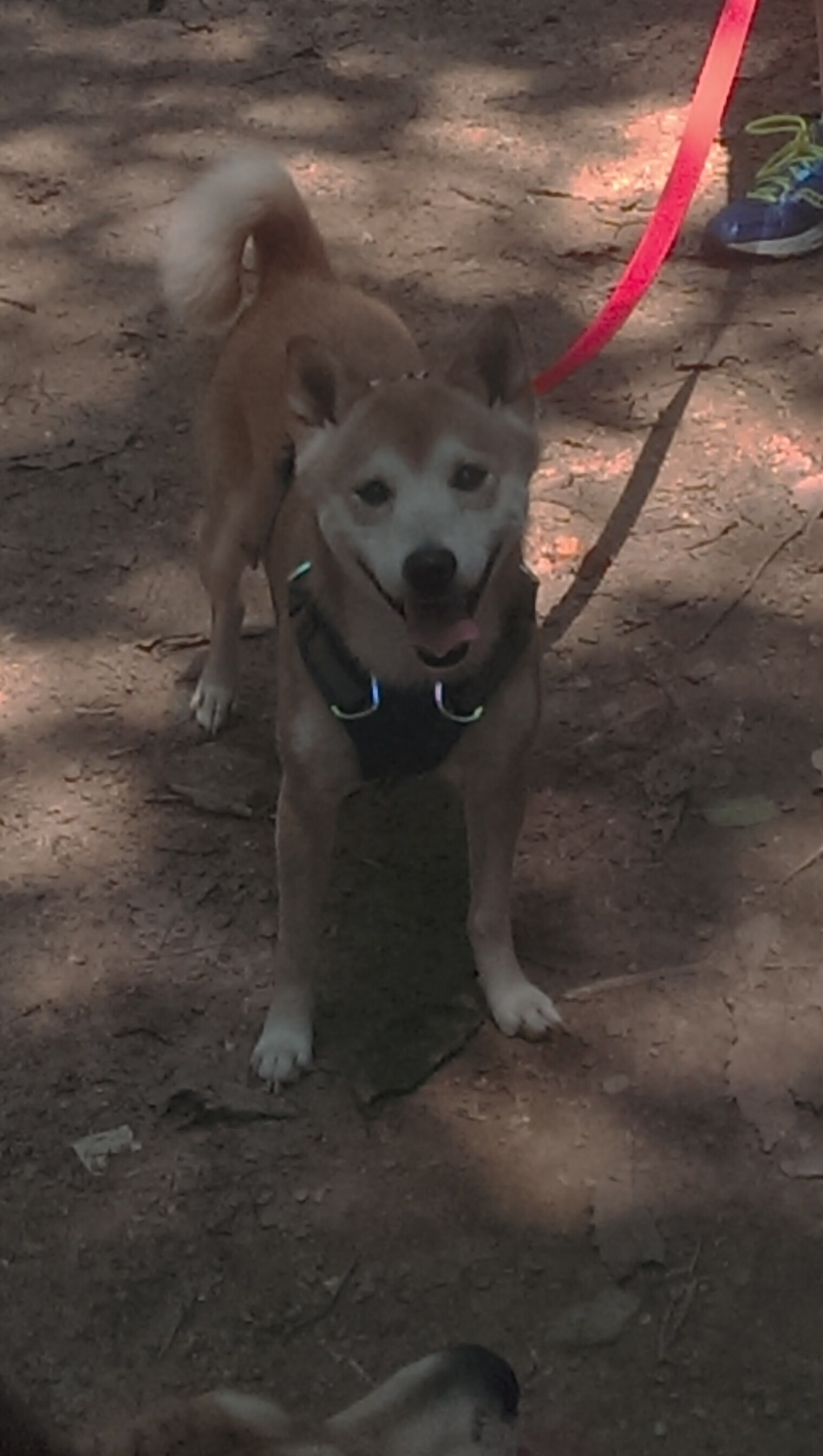 双星闪耀，快船斩落太阳的团队协作与范弗利特欧冠淘汰赛的个人英雄主义