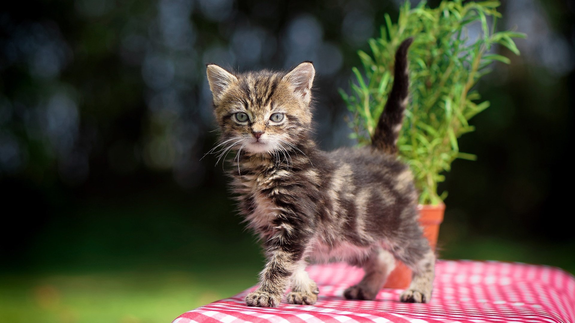 冰冷剑锋直指胜利—布克的关键先生本色，深圳力克吉林一役定乾坤
