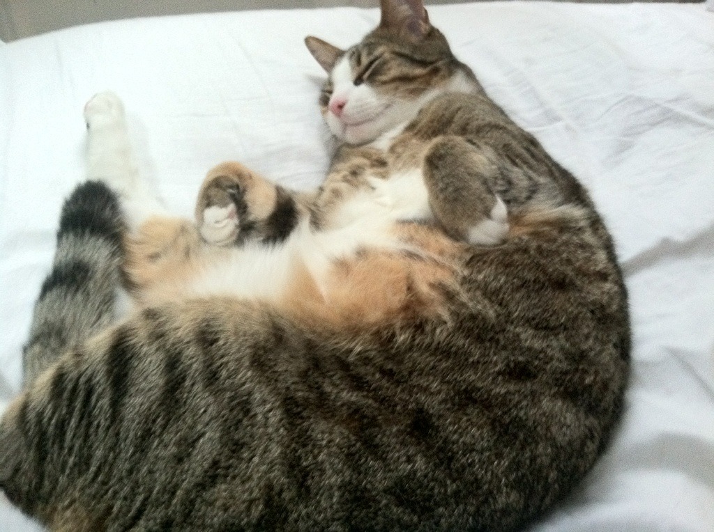 孤星闪耀，2026世界杯G组，挪威用一场完胜定义唯一