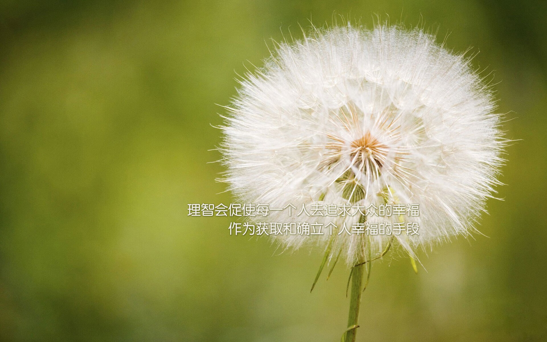 中场定乾坤，2026世界杯H组关键战，斯洛伐克横扫伊朗，福登带队诠释控制之美